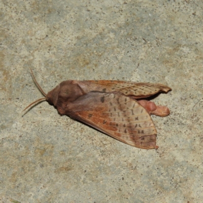 Oxycanus dirempta (Variable Oxycanus) at Kambah, ACT - 6 May 2019 by MatthewFrawley