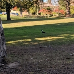 Threskiornis spinicollis (Straw-necked Ibis) at Moss Vale, NSW - 13 May 2019 by Margot