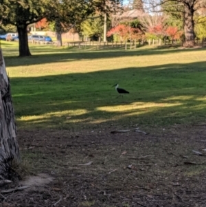 Threskiornis spinicollis at Moss Vale, NSW - 14 May 2019