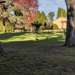 Threskiornis spinicollis at Moss Vale, NSW - 14 May 2019