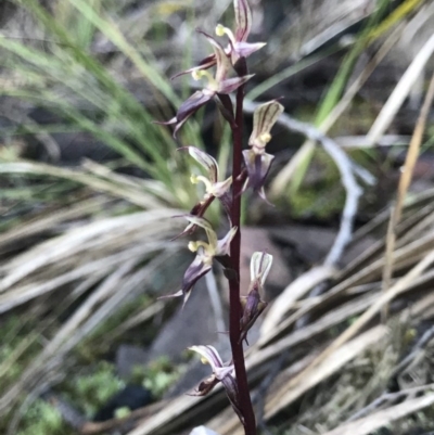 Acianthus exsertus (Large Mosquito Orchid) at Acton, ACT - 13 May 2019 by PeterR