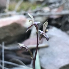 Acianthus exsertus at Acton, ACT - 13 May 2019