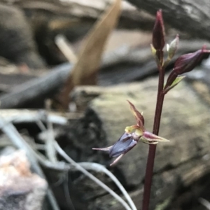 Acianthus exsertus at Acton, ACT - 13 May 2019