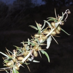 Xanthium spinosum (Bathurst Burr) at Paddys River, ACT - 12 Mar 2019 by MichaelBedingfield