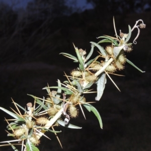 Xanthium spinosum at Paddys River, ACT - 12 Mar 2019