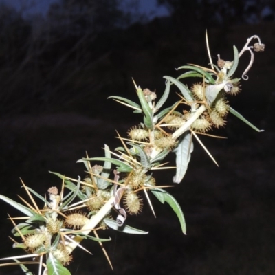 Xanthium spinosum (Bathurst Burr) at Paddys River, ACT - 12 Mar 2019 by MichaelBedingfield