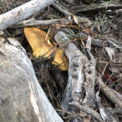 Phylloporus sp. at Red Hill Nature Reserve - 13 May 2019 by 49892