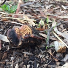 Unverified at Red Hill Nature Reserve - 13 May 2019 by 49892