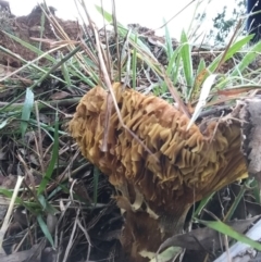 Austropaxillus infundibuliformis group at Red Hill Nature Reserve - 13 May 2019 by 49892