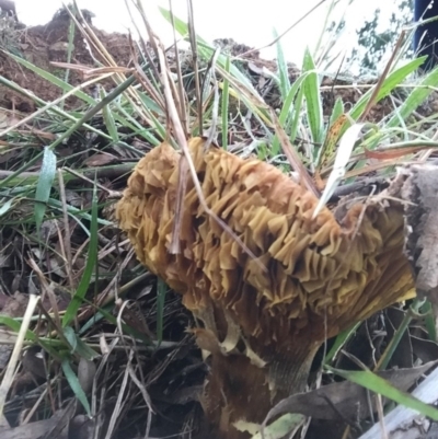 Austropaxillus infundibuliformis group at Red Hill Nature Reserve - 13 May 2019 by 49892