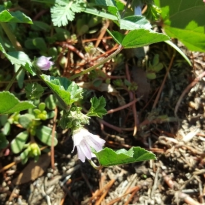 Malva parviflora (Little Mallow) at Fyshwick, ACT - 14 May 2019 by Mike