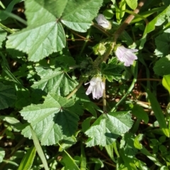 Malva parviflora at Fyshwick, ACT - 14 May 2019