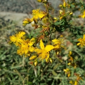 Hypericum perforatum at Fyshwick, ACT - 14 May 2019 11:00 AM