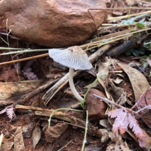 Coprinellus etc. at Red Hill, ACT - 13 May 2019