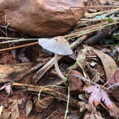Coprinellus etc. (An Inkcap) at Red Hill, ACT - 12 May 2019 by 49892
