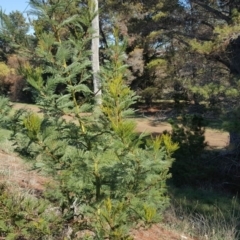 Acacia decurrens (Green Wattle) at Fyshwick, ACT - 14 May 2019 by Mike