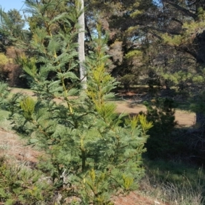 Acacia decurrens at Fyshwick, ACT - 14 May 2019 10:52 AM