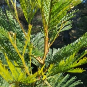 Acacia decurrens at Fyshwick, ACT - 14 May 2019 10:52 AM