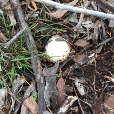 zz puffball at Red Hill Nature Reserve - 13 May 2019 by 49892