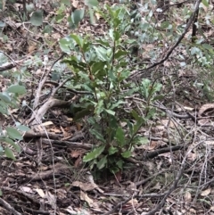 Photinia serratifolia (Chinese Photinia) at Red Hill Nature Reserve - 13 May 2019 by 49892
