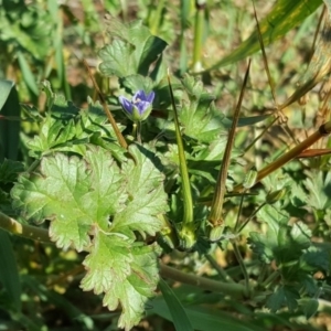 Erodium crinitum at Fyshwick, ACT - 14 May 2019 10:46 AM