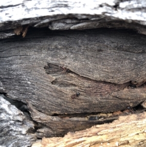 Papyrius nitidus at Red Hill, ACT - 13 May 2019