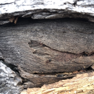 Papyrius nitidus (Shining Coconut Ant) at Red Hill, ACT - 13 May 2019 by 49892