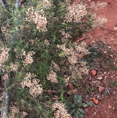 Cassinia quinquefaria (Rosemary Cassinia) at Red Hill, ACT - 12 May 2019 by 49892