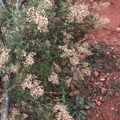 Cassinia quinquefaria (Rosemary Cassinia) at Red Hill, ACT - 13 May 2019 by 49892