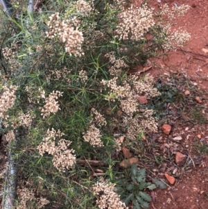 Cassinia quinquefaria at Red Hill, ACT - 13 May 2019