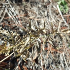 Eragrostis cilianensis (Stinkgrass) at Fyshwick, ACT - 14 May 2019 by Mike