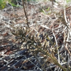 Eragrostis cilianensis at Fyshwick, ACT - 14 May 2019