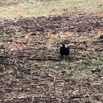Gymnorhina tibicen (Australian Magpie) at Red Hill Nature Reserve - 12 May 2019 by 49892
