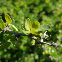 Lycium ferocissimum (African Boxthorn) at Fyshwick, ACT - 14 May 2019 by Mike