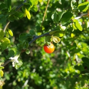 Lycium ferocissimum at Fyshwick, ACT - 14 May 2019