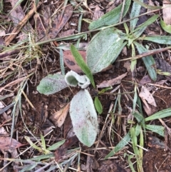 Verbascum thapsus subsp. thapsus (Great Mullein, Aaron's Rod) at Red Hill Nature Reserve - 12 May 2019 by 49892