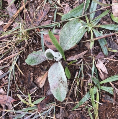 Verbascum thapsus subsp. thapsus (Great Mullein, Aaron's Rod) at Red Hill Nature Reserve - 12 May 2019 by 49892