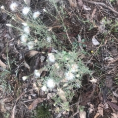 Vittadinia cuneata var. cuneata (Fuzzy New Holland Daisy) at Red Hill Nature Reserve - 13 May 2019 by 49892