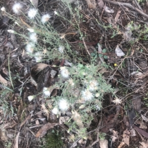 Vittadinia cuneata var. cuneata at Red Hill, ACT - 13 May 2019