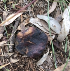 Unverified at Red Hill Nature Reserve - 13 May 2019 by 49892