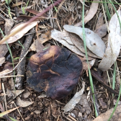 Unidentified at Red Hill Nature Reserve - 12 May 2019 by 49892