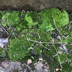 Grimmia sp. at Red Hill, ACT - 13 May 2019 by 49892