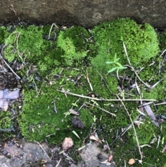 Grimmia sp. at Red Hill, ACT - 12 May 2019 by 49892