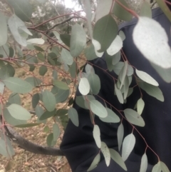 Eucalyptus melliodora (Yellow Box) at Red Hill Nature Reserve - 13 May 2019 by 49892