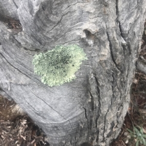 Parmeliaceae (family) at Red Hill, ACT - 13 May 2019