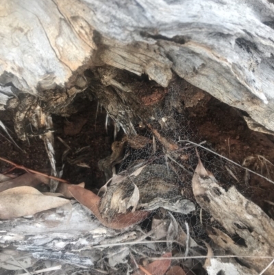 Unverified at Red Hill Nature Reserve - 13 May 2019 by 49892