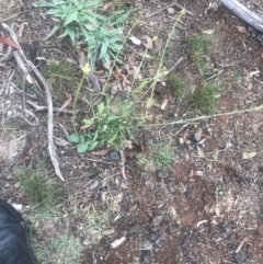 Hirschfeldia incana (Buchan Weed) at Red Hill, ACT - 12 May 2019 by 49892