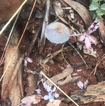 Coprinellus etc. (An Inkcap) at Red Hill Nature Reserve - 12 May 2019 by 49892