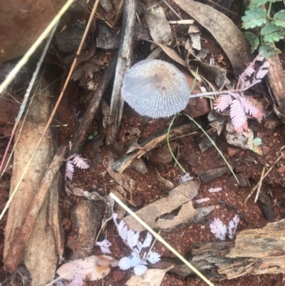 Coprinellus etc. (An Inkcap) at Red Hill Nature Reserve - 13 May 2019 by 49892