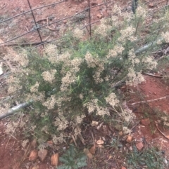 Cassinia quinquefaria (Rosemary Cassinia) at Red Hill, ACT - 13 May 2019 by 49892